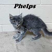 Photo of Phelps