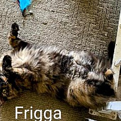 Thumbnail photo of Frigga #2
