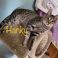 Photo of Hanky