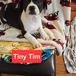 Photo of Tiny Tim(I am already fixed