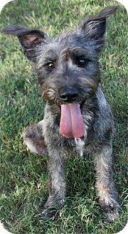 brindle schnauzer