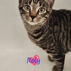 Thumbnail photo of Roly #1
