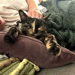 Thumbnail photo of Amira: Gorgeous and super affectionate tortie #3