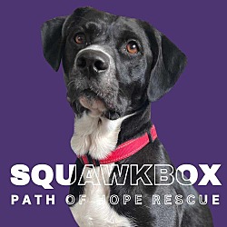 Thumbnail photo of Squawkbox #1
