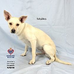 Thumbnail photo of Malika #2