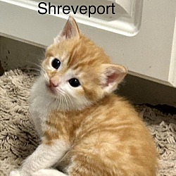 Thumbnail photo of Shreveport #2