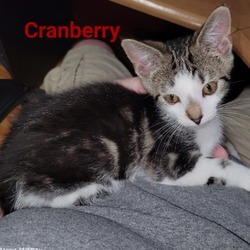 Photo of Cranberry