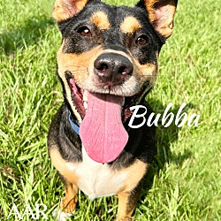 Thumbnail photo of Bubba #2