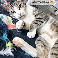 adopt a pet