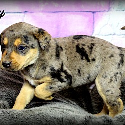 Thumbnail photo of Koby~adopted! #1