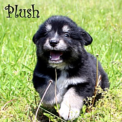 Thumbnail photo of Plush~adopted! #2