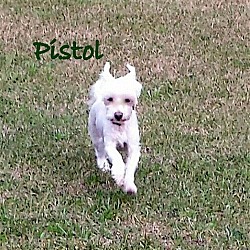 Thumbnail photo of Pistol*adopted #3