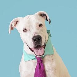 Photo of Mister