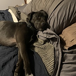 Photo of Pepper