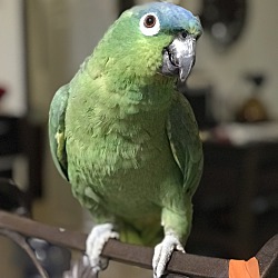 Photo of Emerald
