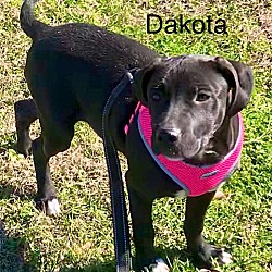 Thumbnail photo of Dakota #4