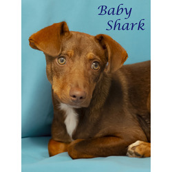 Photo of Baby Shark (D24-064)