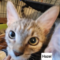 Thumbnail photo of F-Hazel #4