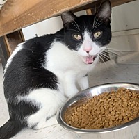 adopt a pet