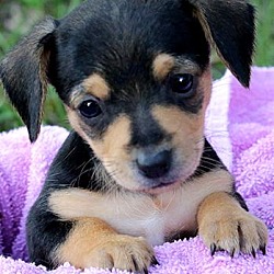 Thumbnail photo of TINKERBELL(TINY DOXLE PUP!) #1