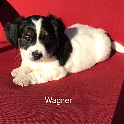 Thumbnail photo of Wagner #1