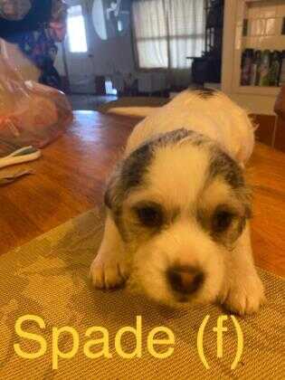 32 Best Images Pet Adoption Events Tucson Az - Tucson, AZ - Border Terrier. Meet Lady a Pet for Adoption.
