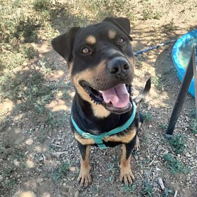 Taos, NM - Rottweiler. Meet Captain a Pet for Adoption - AdoptaPet.com