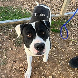 Photo of Tubbs
