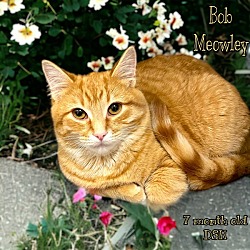 Photo of Bob Meowley