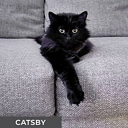 Photo of Catsby