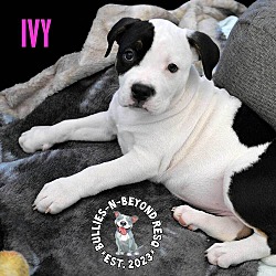 Thumbnail photo of Litter of 5:  Ivy #1