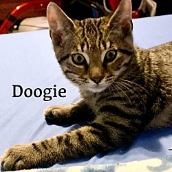 Thumbnail photo of Doogie #2