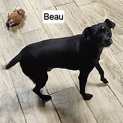 Thumbnail photo of Beau #2