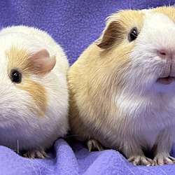 bonded pet photo