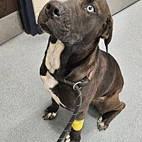 adopt a pet