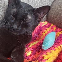 adopt a pet