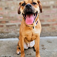 adopt a pet