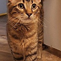 adopt-pet