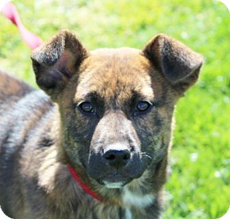 German Shepherd Mountain Cur Mix 2025