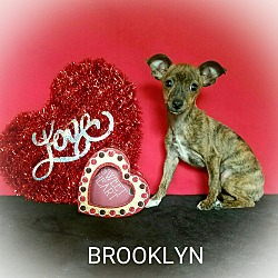 Thumbnail photo of Brooklyn #1