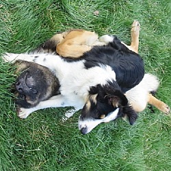 Thumbnail photo of SASS **adoption pending!** #4