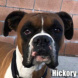 Photo of Hickory