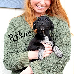 Thumbnail photo of Ryker~adopted! #2