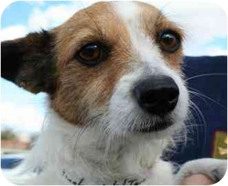 parson russell terrier mix