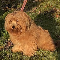 Virginia Beach, NC - Havanese. Meet Venus 9 lbs a Pet for ...