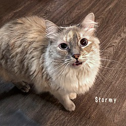 Thumbnail photo of Sterling #4