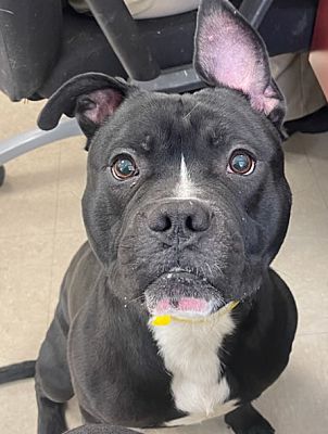 Clayton, Nj - Pit Bull Terrier. Meet Ozzy A Pet For Adoption 