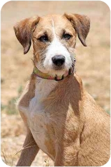wire haired terrier lab mix