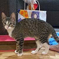 adopt a pet
