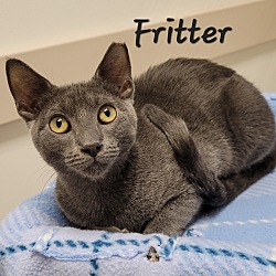 Photo of Fritter
